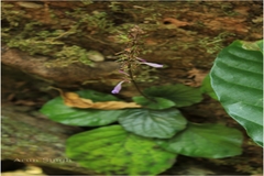 Gymnostachyum polyanthum